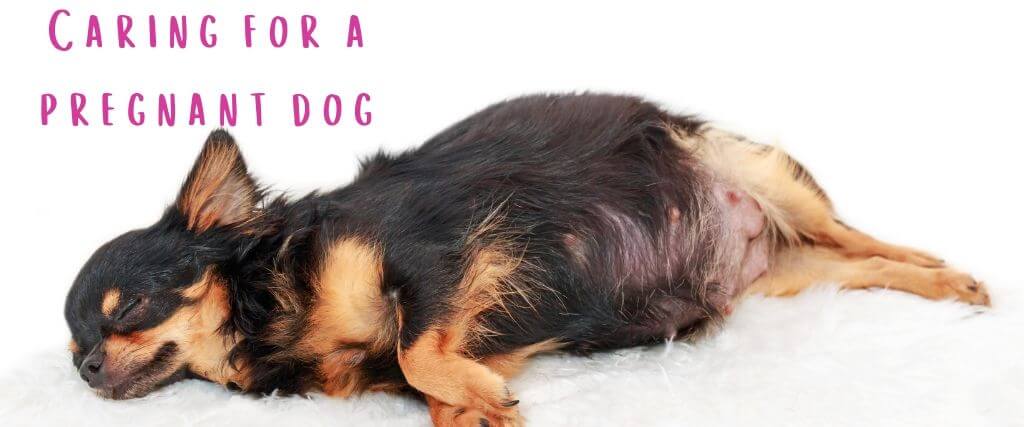 flea control for pregnant dogs
