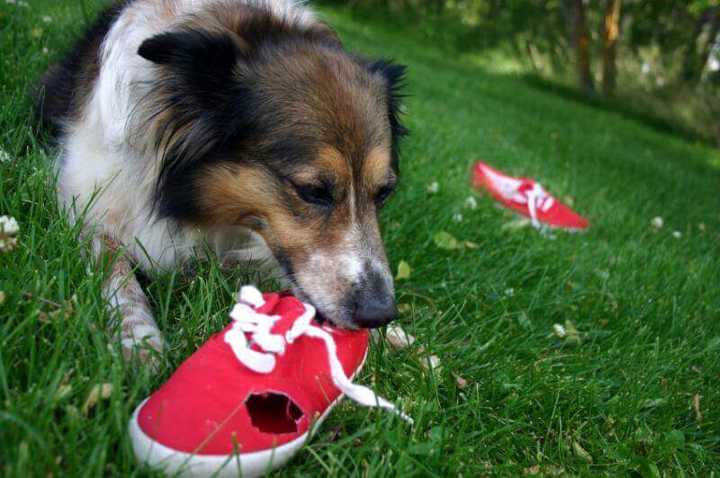 Dog keeps chewing shoes hotsell