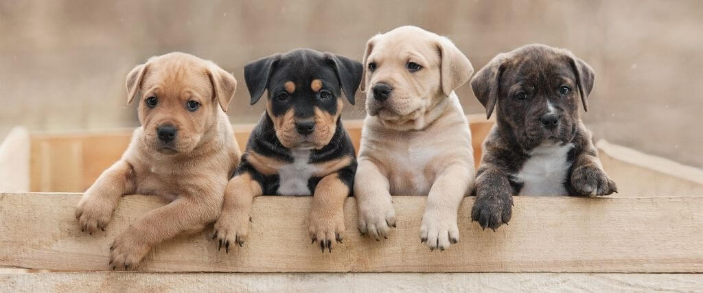 https://www.rauanimalhospital.com/sites/default/files/raising-happy-healthy-puppies.jpg