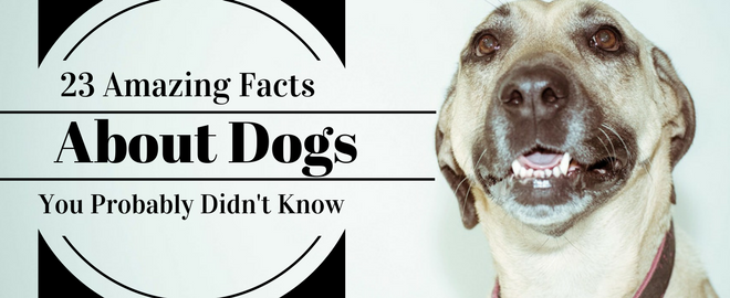how do i teach my dog facts