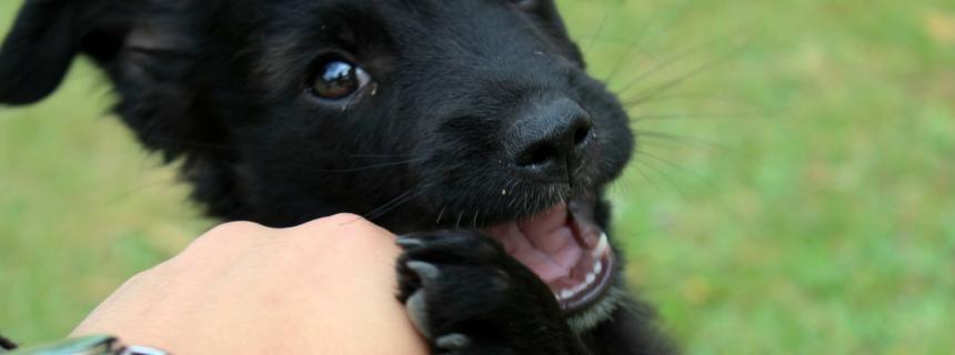 Lab puppy biting discount hard