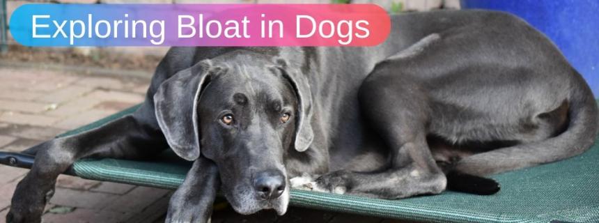 how does bloat happen in dogs