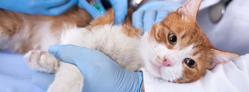 This cute cat is all of us after receiving the coronavirus vaccine
