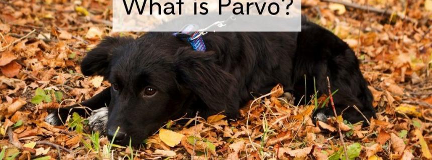 Parvo information hot sale