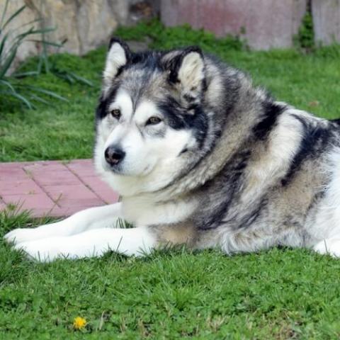 Old malamute cheap