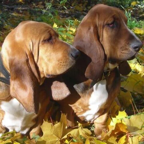 Basset hound back sales legs not working