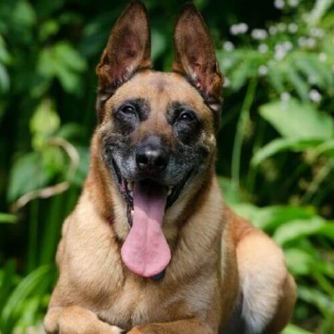 Belgian Malinois Dog Breed Info