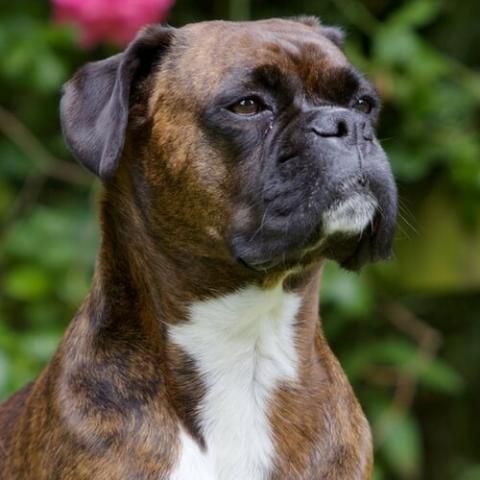 My boxer is losing store hair on his back