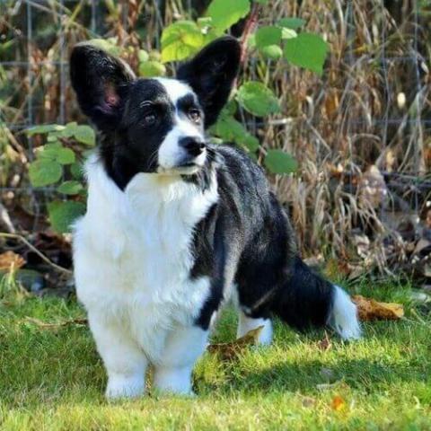 Cardigan Welsh Corgi Dog Breed Info