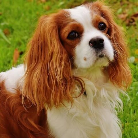 King charles deals spaniel images