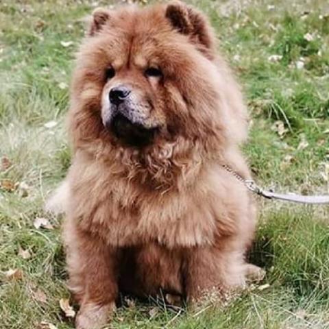 Chow chow clearance coat types