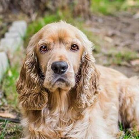 Cocker spaniel hair store loss