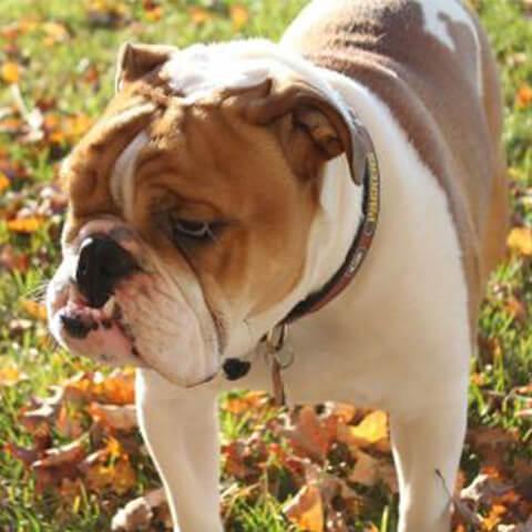 Long nose cheap english bulldog