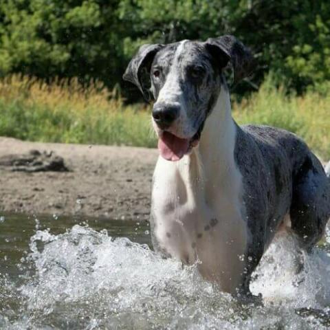 Great Dane Dog Breed Info