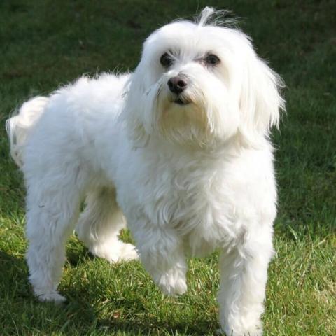 Maltese Dog Breed Info