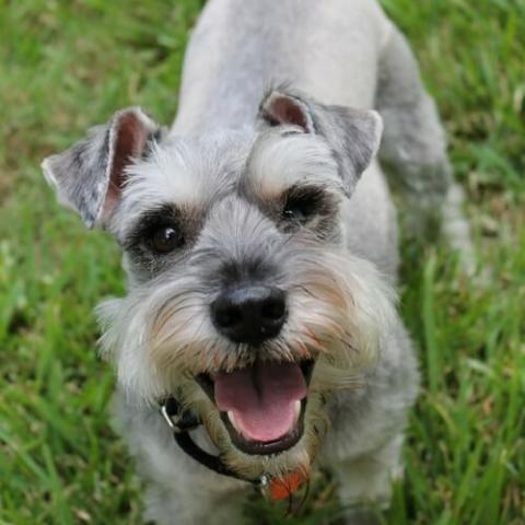 Gray mini sale schnauzer