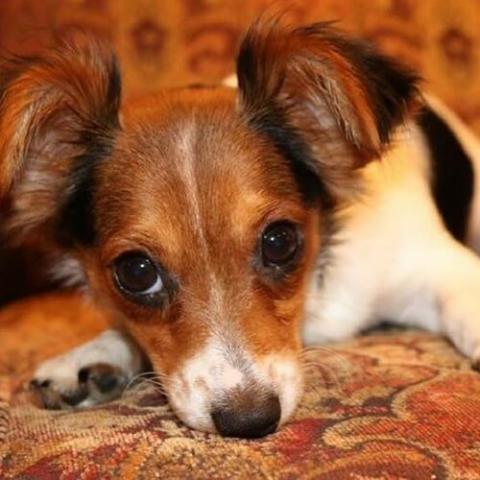 Cutest small mixed outlet dog breeds