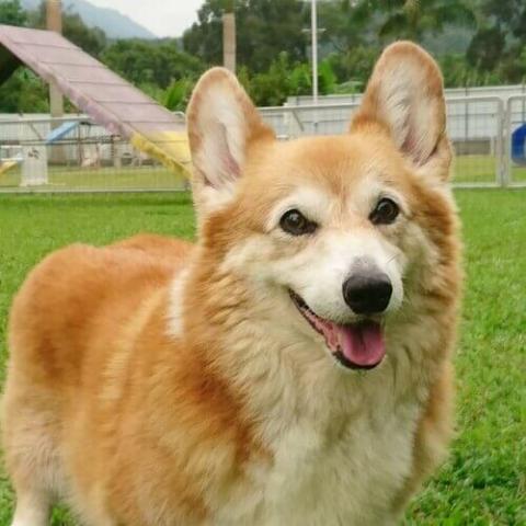 Pembroke Welsh Corgi Dog Breed Info