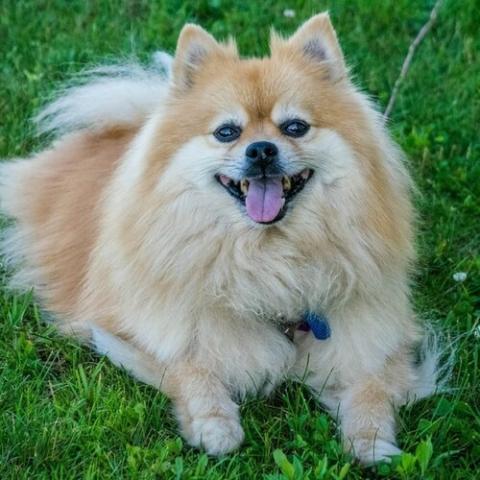 Old hot sale pomeranian dog