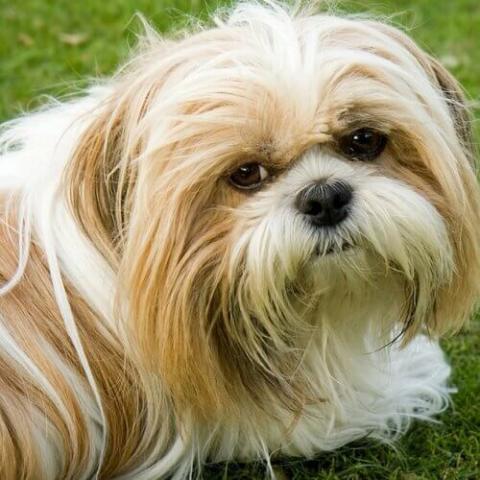 Shih tzu lethargic 2024 and not eating