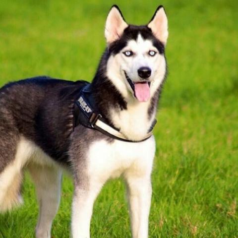 Labrador best sale husky dog