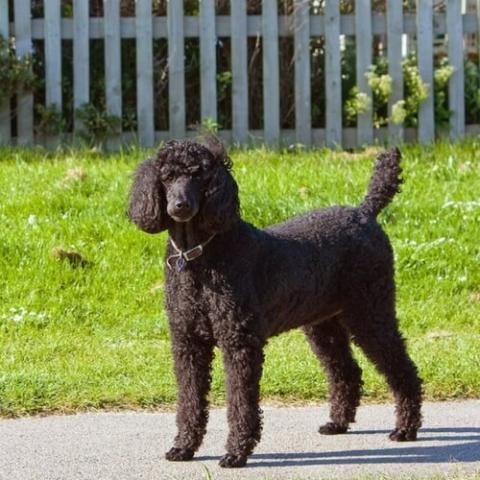 Big poodle dog store breed