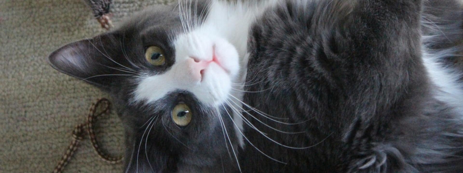 animal hospital near me